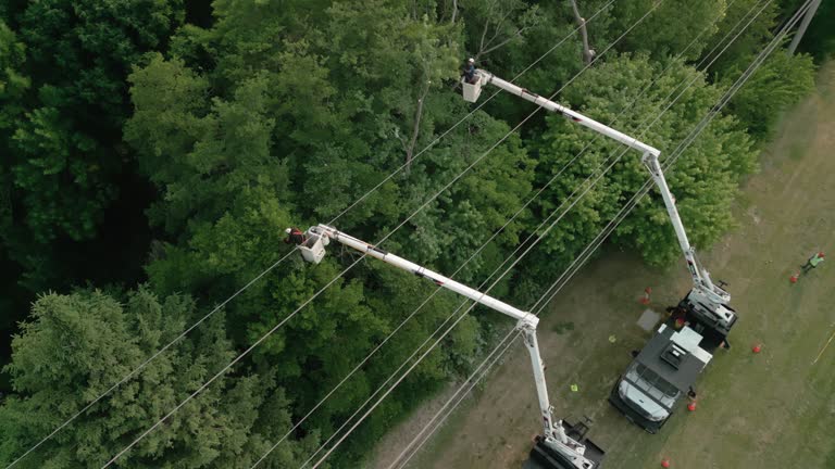 Best Utility Line Clearance  in Ahuimanu, HI