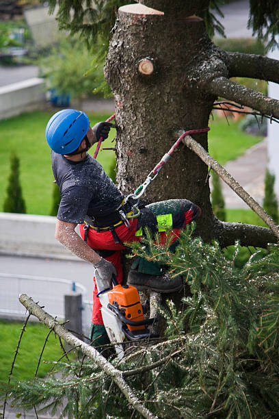 Best Tree Mulching  in Ahuimanu, HI